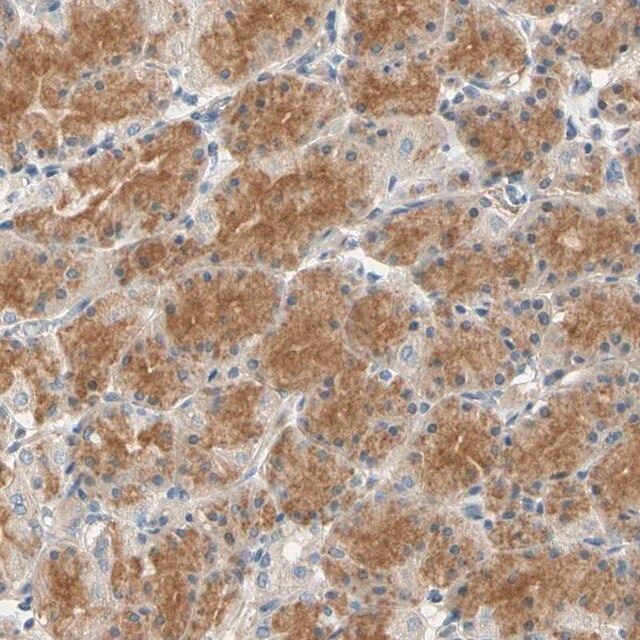AntiGPR153 antibody produced in rabbit