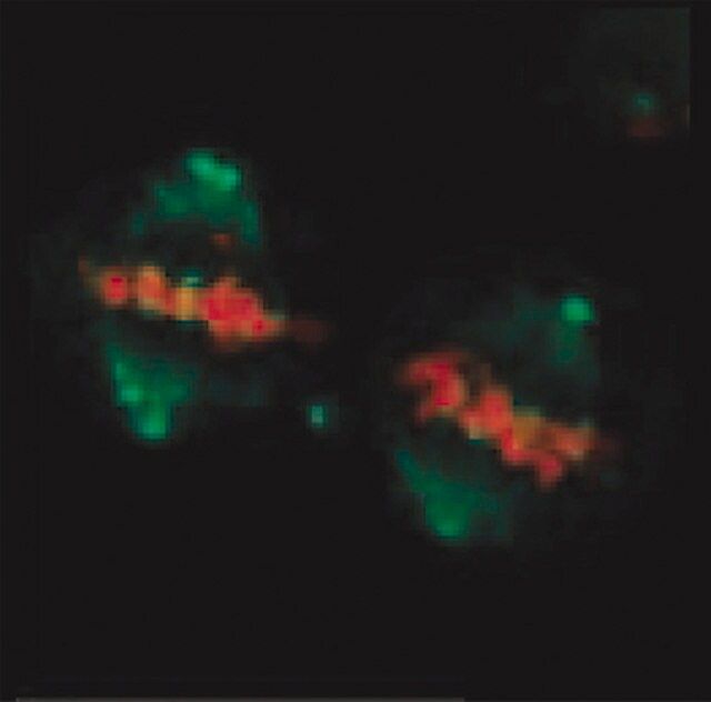 anti-phospho-ser-thr-pro-mpm-2-antibody
