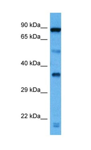 AntiHSP90AA1 antibody produced in rabbit