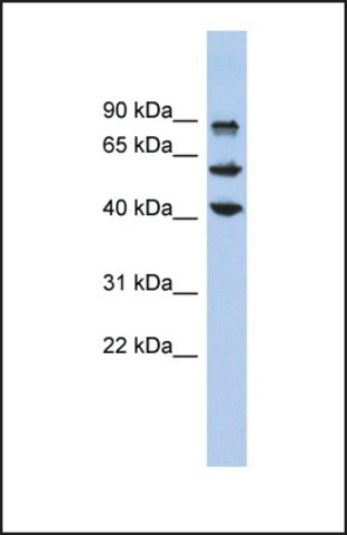 KLF10 (L16) Rabbit mAb main image 1