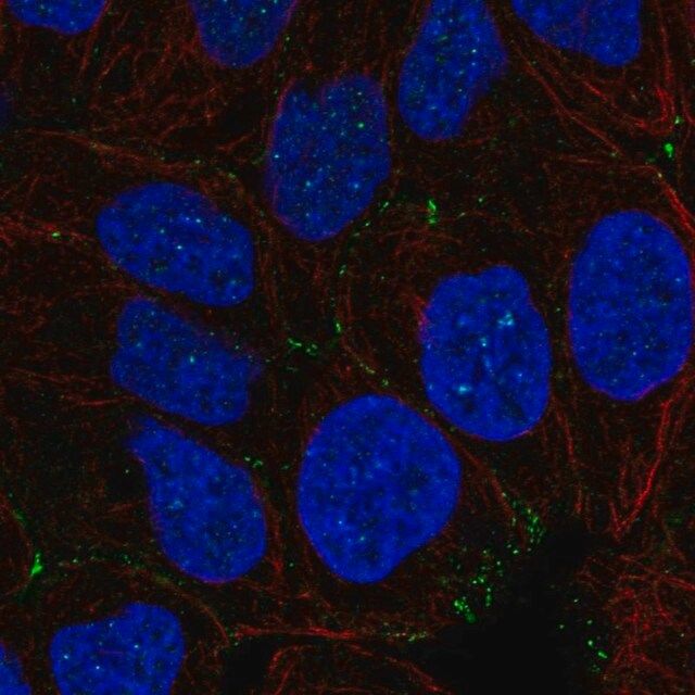 AntiNHS antibody produced in rabbit