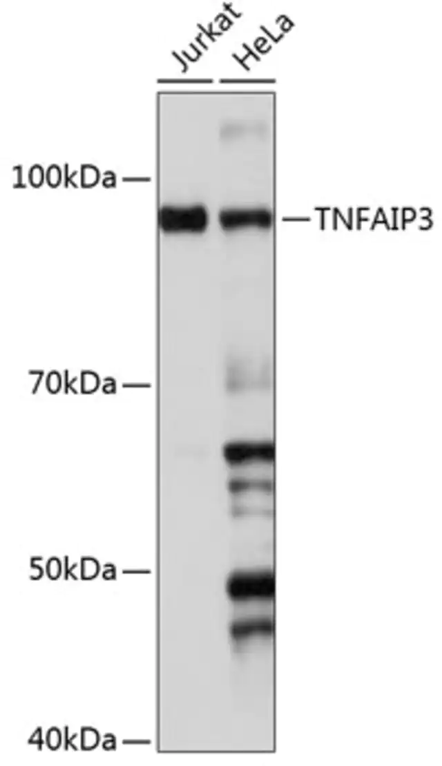 AntiTNFAIP3 antibody produced in rabbit