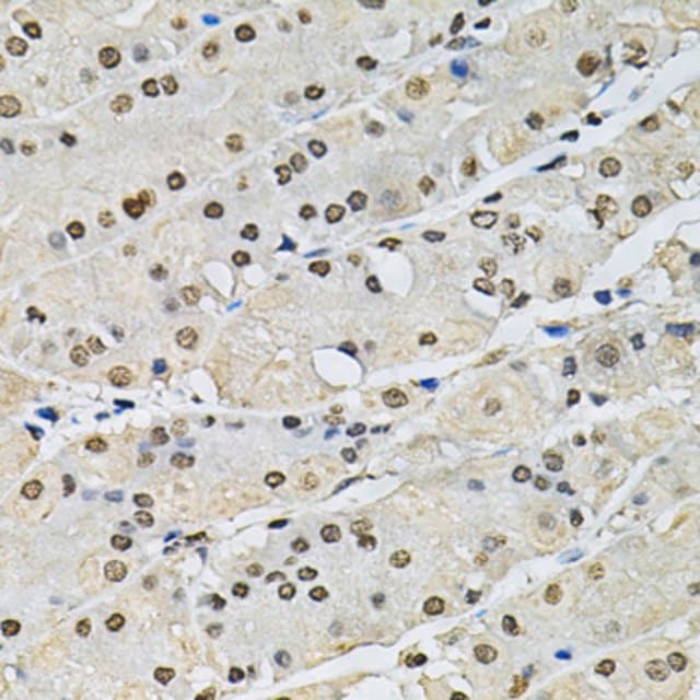 Anti histone h2a z antibody produced in rabbit
