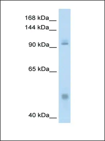 AntiNFKB1 antibody produced in rabbit