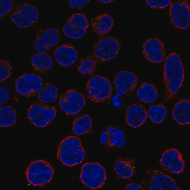 AntiTNFAIP3 antibody produced in rabbit