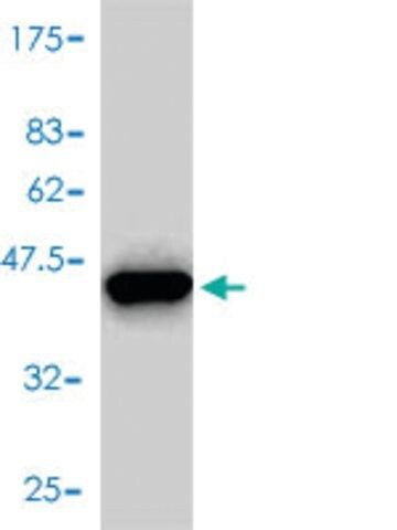 Monoclonal AntiFKBP1A antibody produced in mouse