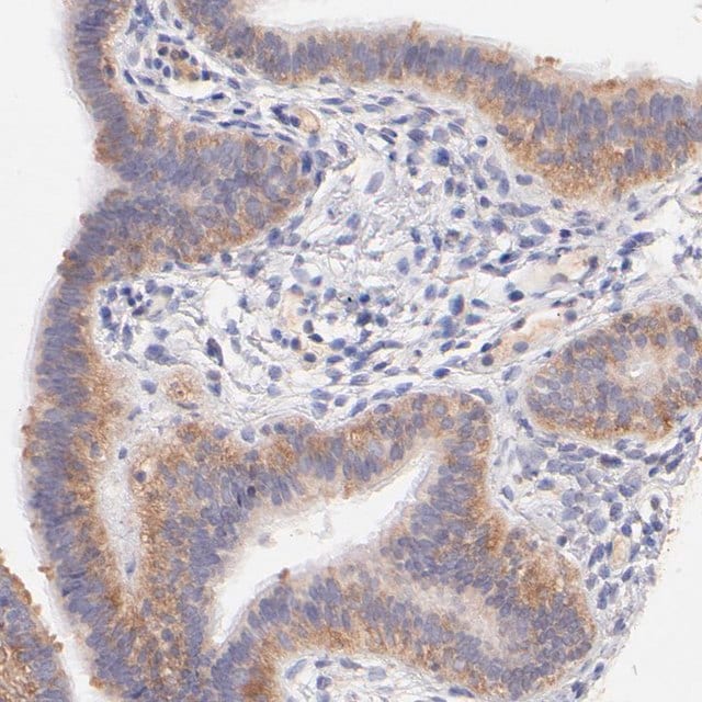 AntiRpl11 antibody produced in rabbit