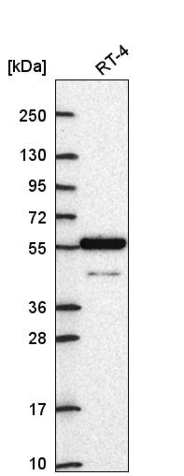 AntiARNTL2 antibody produced in rabbit