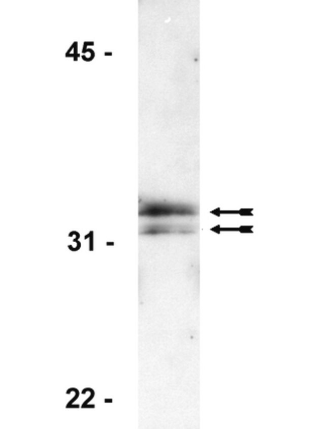 Anti histone h1 antibody clone ae 4