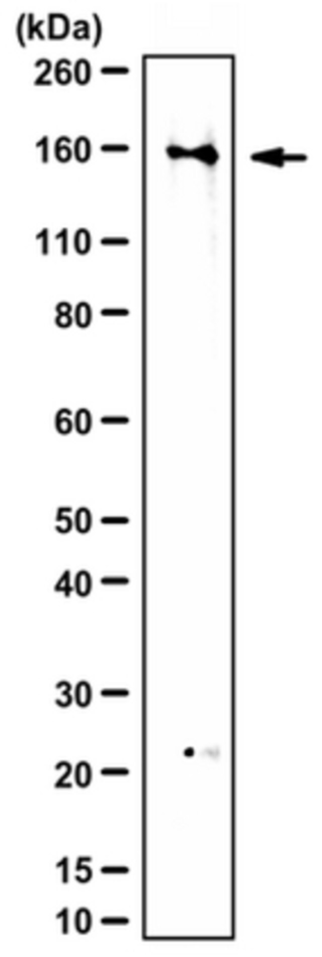 Anti-Myelin Regulatory Factor (MRF) Antibody