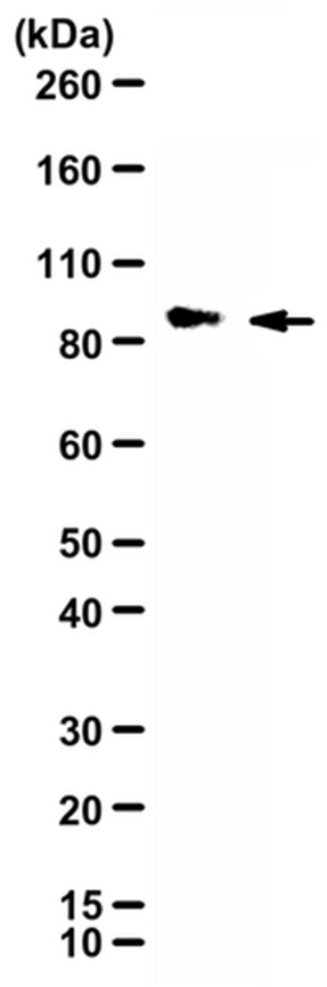 Anti-Myelin Regulatory Factor (MRF) Antibody