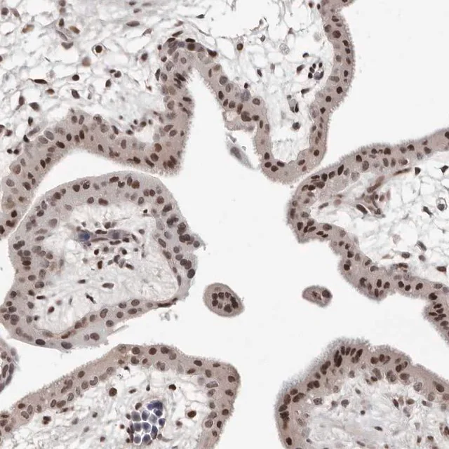 Anti orc1 antibody produced in rabbit